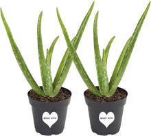 Load image into Gallery viewer, Aloe Vera Plant 2-Pack of Live Indoor 10 Inch Aloe House Plants
