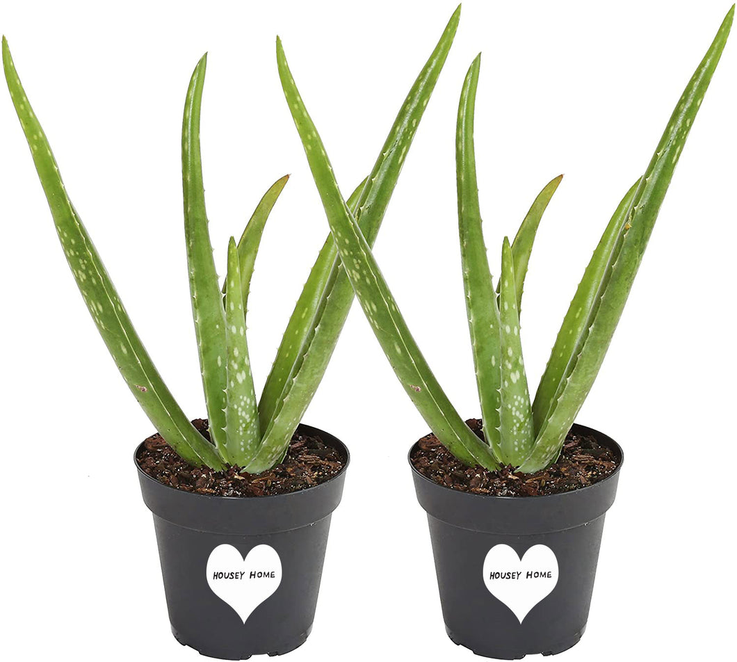 Aloe Vera Plant 2-Pack of Live Indoor 10 Inch Aloe House Plants