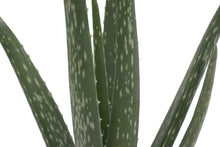 Load image into Gallery viewer, Aloe Vera Plant 2-Pack of Live Indoor 10 Inch Aloe House Plants
