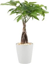 Load image into Gallery viewer, Money Tree Plant - Pachira Aquatica - 16 Inches Tall - Chinese Money Tree
