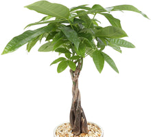 Load image into Gallery viewer, Money Tree Plant - Pachira Aquatica - 16 Inches Tall - Chinese Money Tree
