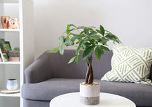 Load image into Gallery viewer, Money Tree Plant - Pachira Aquatica - 16 Inches Tall - Chinese Money Tree
