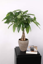 Load image into Gallery viewer, Money Tree Plant - Pachira Aquatica - 16 Inches Tall - Chinese Money Tree
